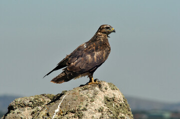 buzzard eagle in the field
