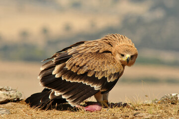 A young imperial eagle in the mountains