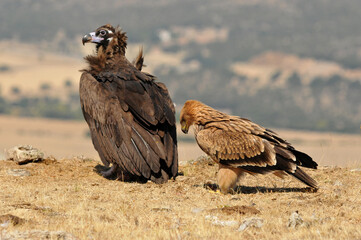 A young imperial eagle in the mountains with a vulture