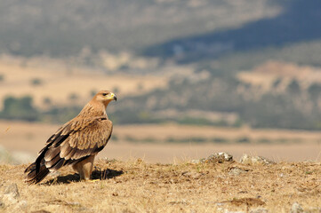 A young imperial eagle in the mountains