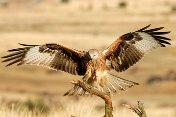 Red kite poses on the rocks in the mountains of Avila. Avila.Spain