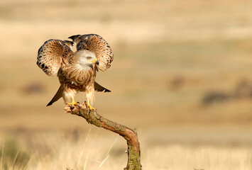 Red kite poses on the rocks in the mountains of Avila. Avila.Spain