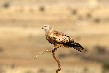 Red kite poses on the rocks in the mountains of Avila. Avila.Spain