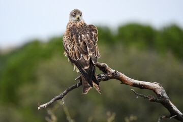 Red kite poses on the rocks in the mountains of Avila. Avila.Spain