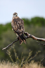 Red kite poses on the rocks in the mountains of Avila. Avila.Spain