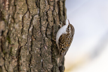 The Eurasian treecreeper or common treecreeper (Certhia familiaris) on tree. Wildlife scenery in winter time.
