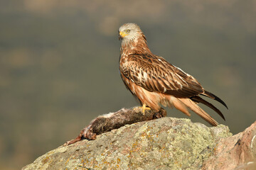 Red kite poses on the rocks in the mountains of Avila. Avila.Spain