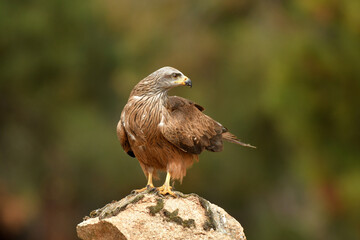 Black kite poses on the rocks in the mountains of Avila. Avila.Spain