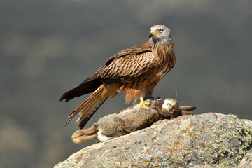 Red kite poses on the rocks in the mountains of Avila. Avila.Spain