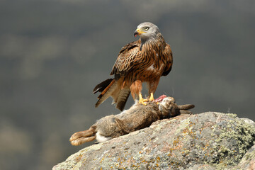Red kite poses on the rocks in the mountains of Avila. Avila.Spain