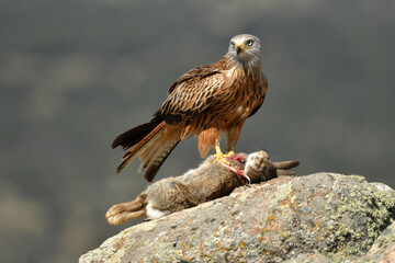Red kite poses on the rocks in the mountains of Avila. Avila.Spain