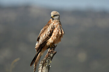 Red kite poses on the rocks in the mountains of Avila. Avila.Spain