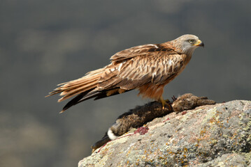 Red kite poses on the rocks in the mountains of Avila. Avila.Spain