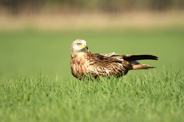 Red kite poses on the rocks in the mountains of Avila. Avila.Spain