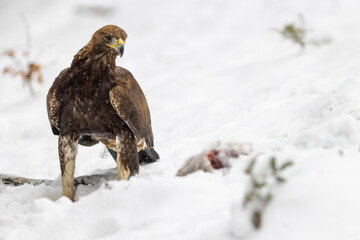 Golden Eagle (Aquila chrysaetos) eating prey on snow in wintertime nature. Wild bird feeding.