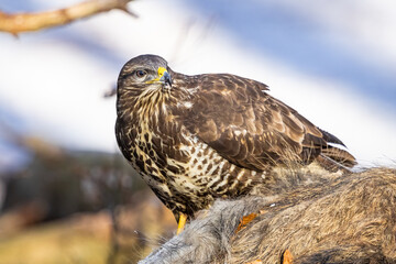 Common buzzard ( buteo buteo ) feeding food . Wildlife scenery, winter time, snow background. Birds...