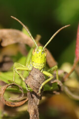 Criquet des pâtures (Pseudochorthippus parallelus)
