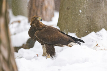Golden Eagle (Aquila chrysaetos) eating prey on snow in wintertime nature. Wild bird feeding.