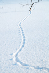 Fox tracks in the snow.Fox paw prints on snow in the wild.