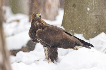 Golden Eagle (Aquila chrysaetos) eating prey on snow in wintertime nature. Wild bird feeding.