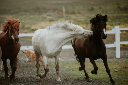 Very Beautiful Three Horses Running Together In A Pasture