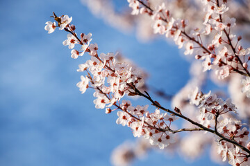 blossom in spring