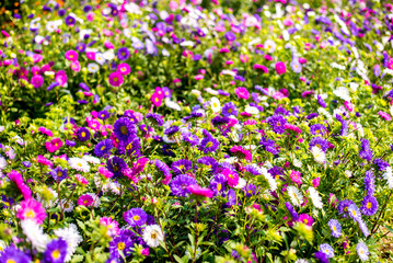 Fototapeta premium Landscape nature background of beautiful colorful cosmos flower field