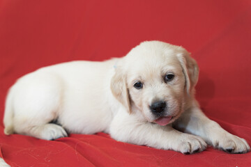 golden retriever puppy