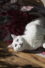 Blue-eyed white cat playing indoors