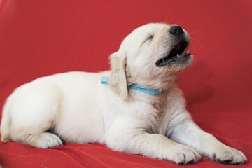 golden retriever puppy