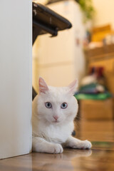 Blue-eyed white cat playing indoors