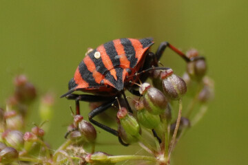 Punaise arlequin (Graphosoma lineatum)