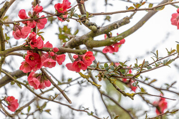 Red Spring Blossom on tree