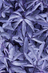 Background of peony leaves with raindrops colored in trendy 2022 very peri color