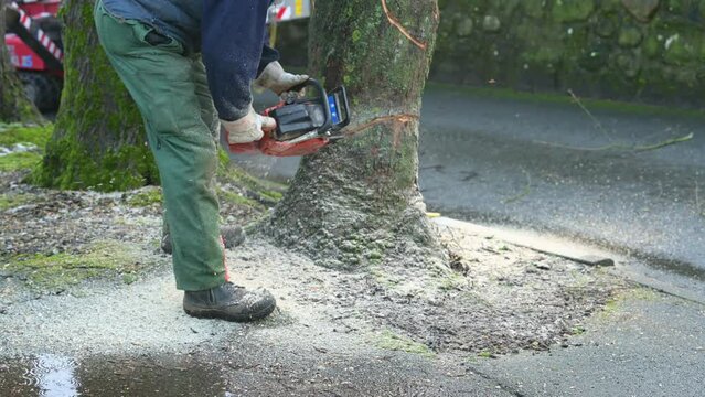 Kranker Baum mit einer Kettens&auml;ge oder Motors&auml;ge f&auml;llen und zum Brennholz verarbeiten
