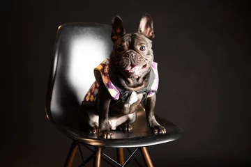 Zelfklevend Fotobehang Franse bulldog フレンチブルドッグ　スタジオ撮影