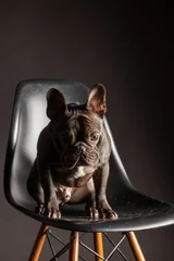 Papier Peint photo autocollant Bulldog français フレンチブルドッグ　スタジオ撮影