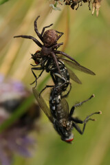 Xysticus sp. et ses proies