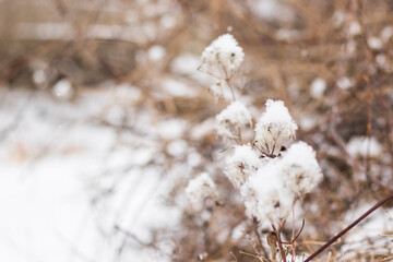 Snow on the plant, winter snow macro