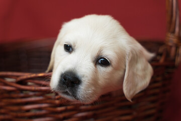 golden retriever puppy