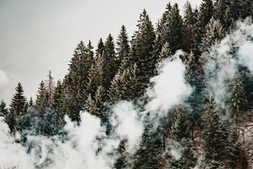 Fog covered pine trees wallpaper