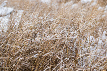 Snow on the plant, winter snow macro