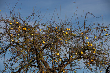 organic yellow apples on an old tree. on a background of blue sky with clouds