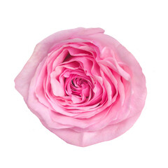 Pink blooming rose kahala on isolated white background.