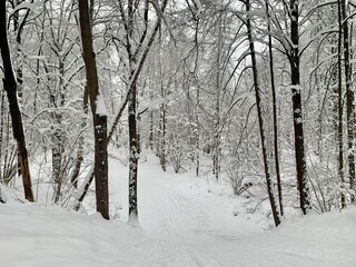 winter forest in the snow