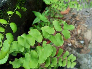 Adiantum raddianum (also called suplir kelor, Delta maidenhair fern) with a natural background. The genus name Adiantum comes from the Greek word 