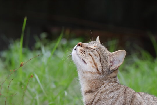 A cat smells scent from the air in the garden with her eyes closed