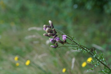 Herbe à lapin .