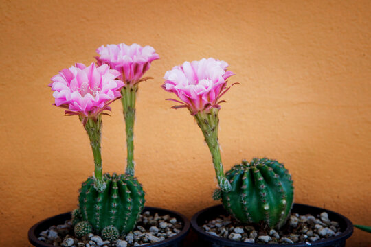 pink flower of echinopsis cactus blooming in planting pot