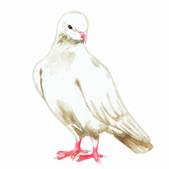 Watercolor drawing of a cute white dove. Perfect for printing, web, textile design, souvenirs.